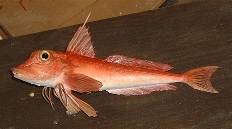 Piper gurnard .